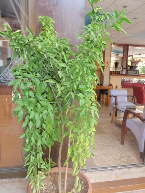 Aloe Apart Hotel Marmaris Exteriör bild